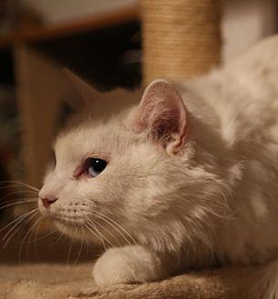 Elsa (20580348)