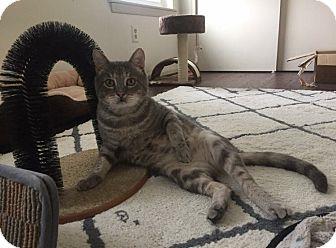 Elvis (18284107)