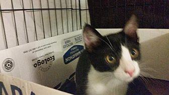 Elwood aka H (20614935)