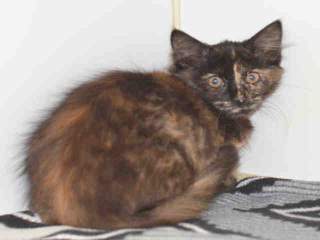 *ESTHER (A044361)