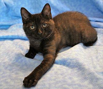 Evie (16136037)