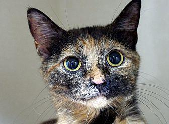 Faith Torti (20646768)