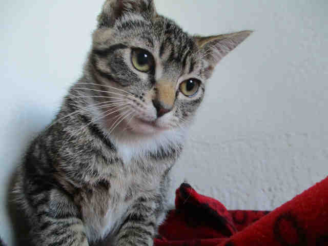 FANDANGO (A177783)