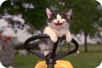 Farm Cat (6980983)