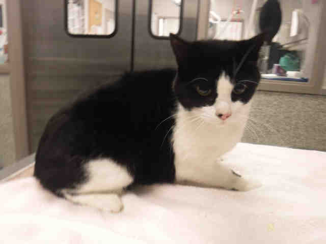 *FARRAH* (A136001)