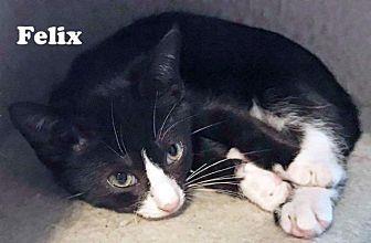 Felix (19629170)