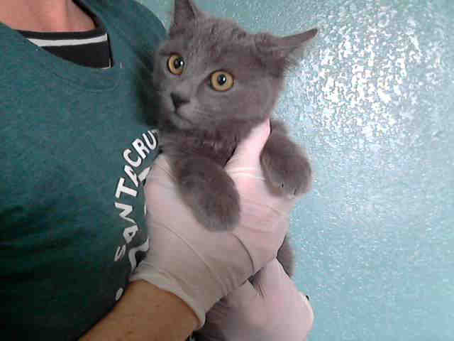 FERRIS* (A244846)