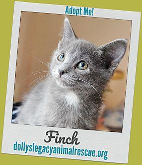 FINCH (20759422)