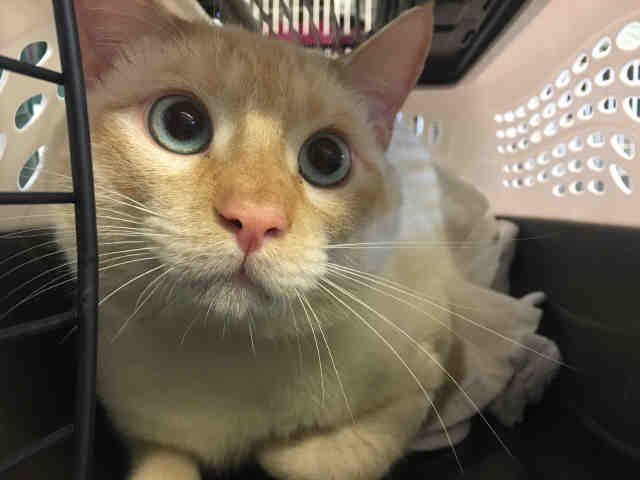 FLAME (A149570)