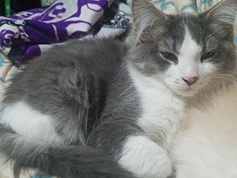 Fluffy (20435124)