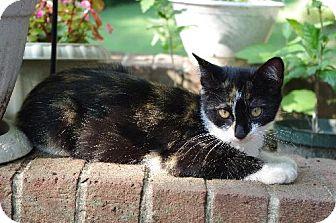 Foxie Roxie (7709926)