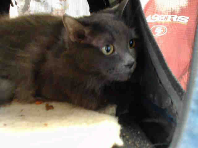 FRAIDY (A014808)