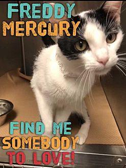 Freddy Mercu (20650931)