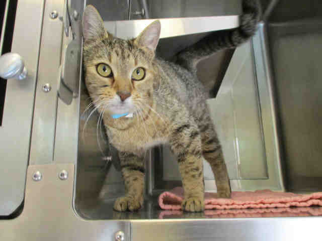 FRIDAY (A152730)