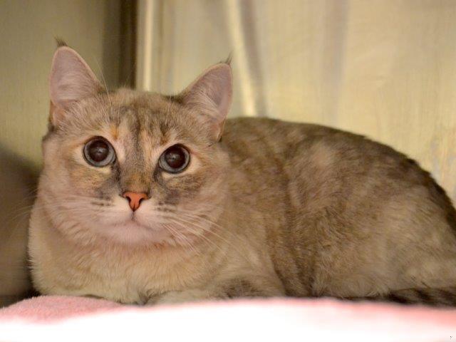 *FRIESA (A610860)