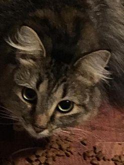 Fuzzy (19705967)