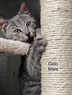 Galo (20696521)