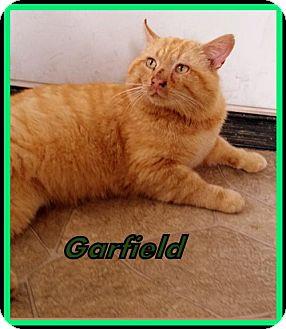 Garfield (18217473)