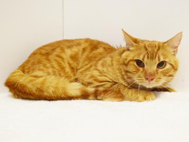 GARFIELD (A731387)