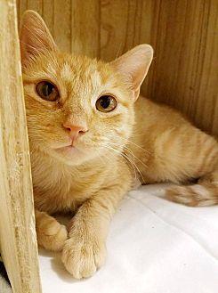 Ginger (19363477)