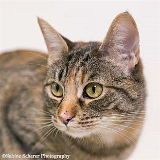 Ginger (20639604)