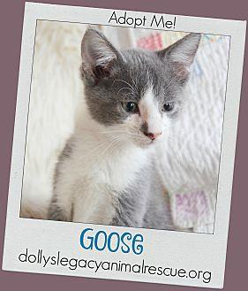 GOOSE (20759433)