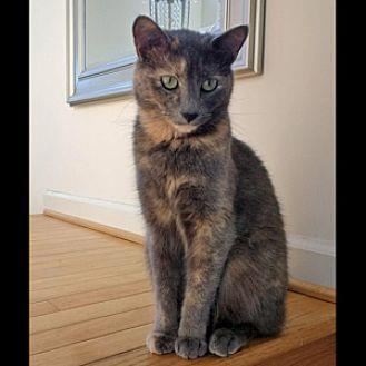 Gracie (19657438)
