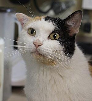 Gracie (20678063)