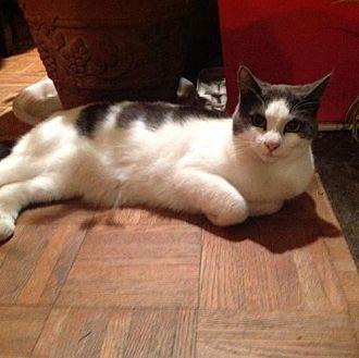 Gracie (Cour (17426370)