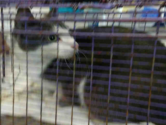 GRAY (A060761)
