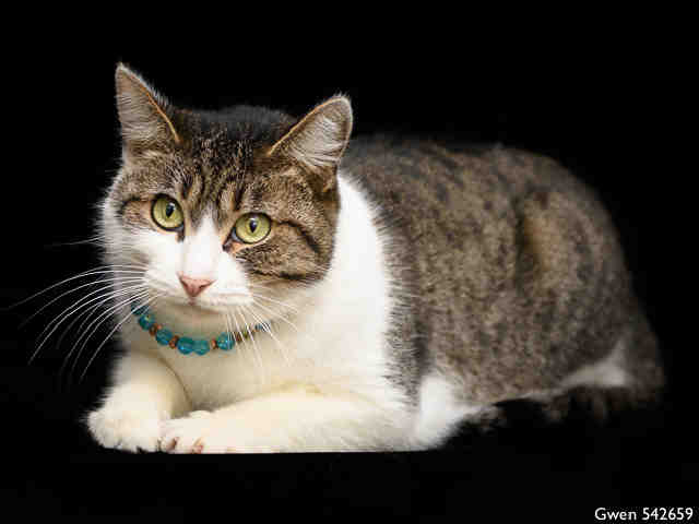 GWEN (A542659)