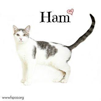 Ham (20522034)