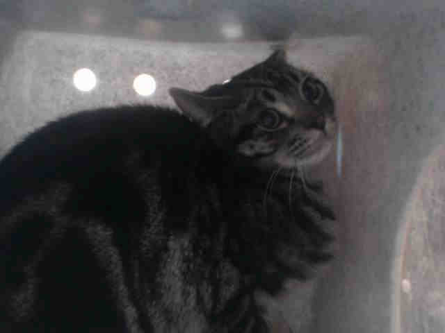 HANK (A544278)