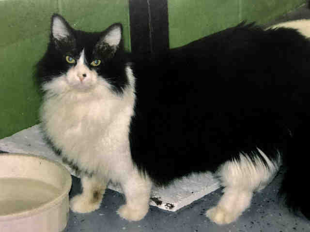 HARRY HOUDINI (A092540)