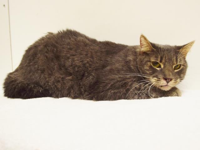 *HENRY (A730974)