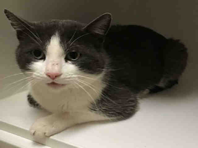 HUBERT (A002870)