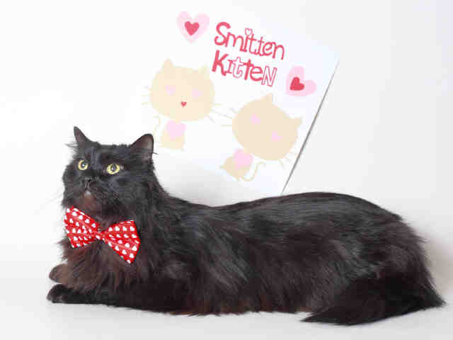 INKY (A119907)