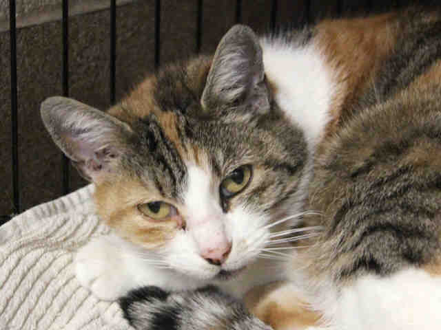 IZZY (A1065016)