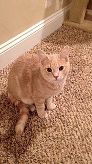 Jack (Cat of (20686863)