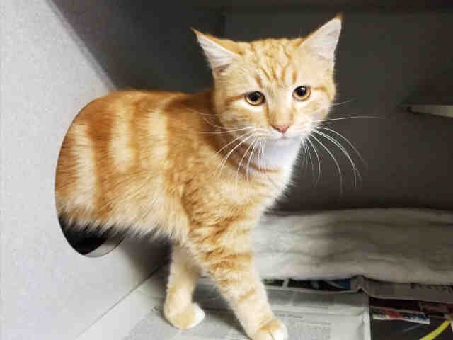 JAMES (A222868)