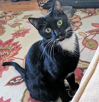 Jameson (Cat (16021179)