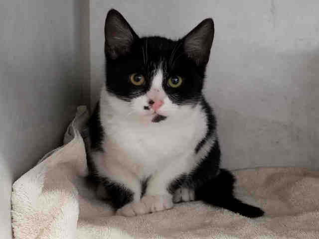 JASPER (A222793)