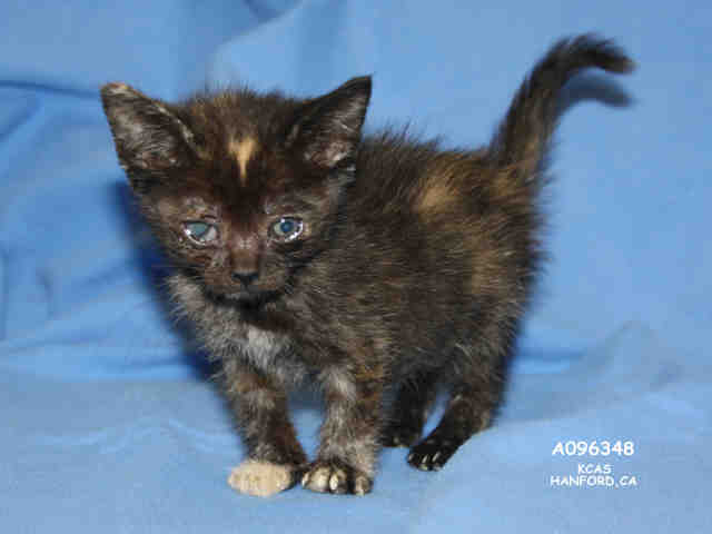 *JIGSAW (A096348)