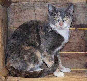 Jinx (20171682)