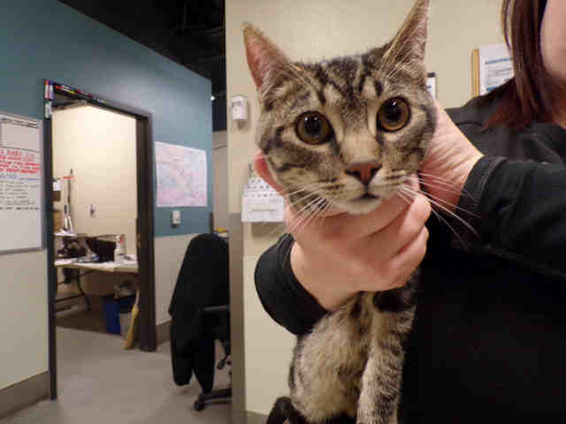 *JOEY (A493053)