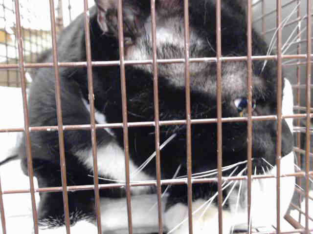 JOHN SNOW (A413051)