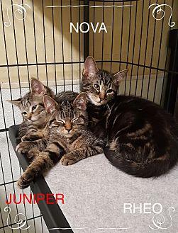Juniper (20662882)