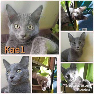 Kael (20278975)