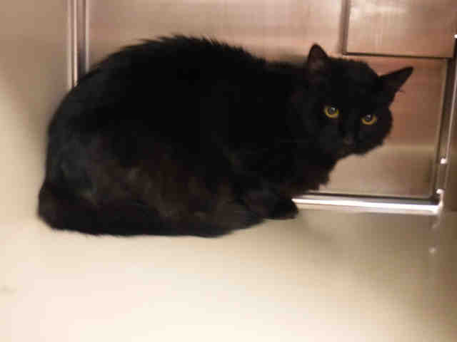 KAHN (A136058)