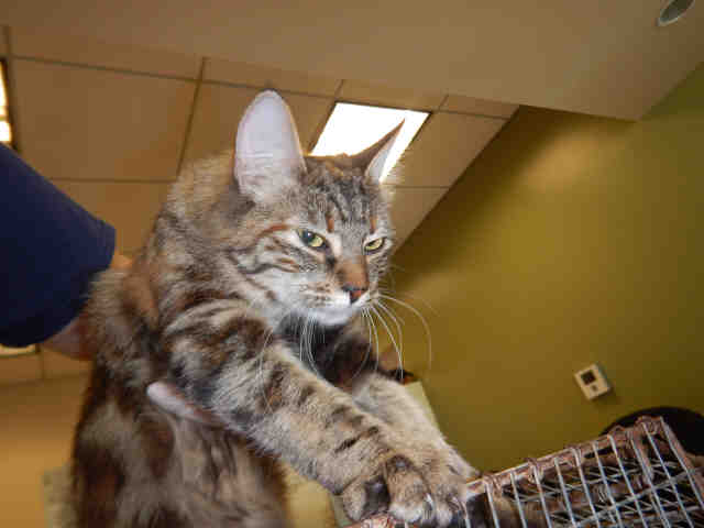 KAYLA (A1071721)
